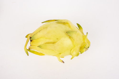 曬柿餅圖片素材下載 食品餐飲與微生物肥料視覺呈現